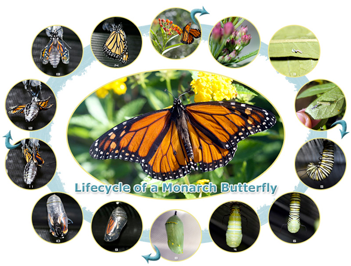 Monarch Butterfly Lifecycle Monarch Butterfly Lifecycle