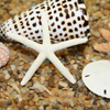 Seashells Seashells